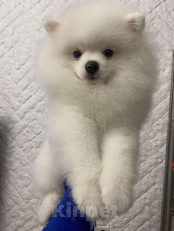 Собаки в Бийске: Продам щенка шпица Мальчик, 80 000 руб. - фото 2