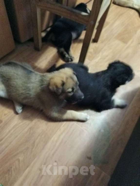 Собаки в Новосибирске: Отдам щенков в добрые руки Девочка, Бесплатно - фото 1