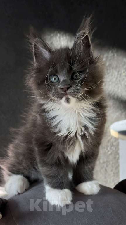 Кошки в Хабаровске: Мейн кун Байрон Мальчик, 100 000 руб. - фото 1