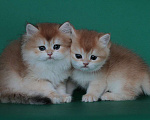 Кошки в Москве: Золотые котята Девочка, 35 000 руб. - фото 1