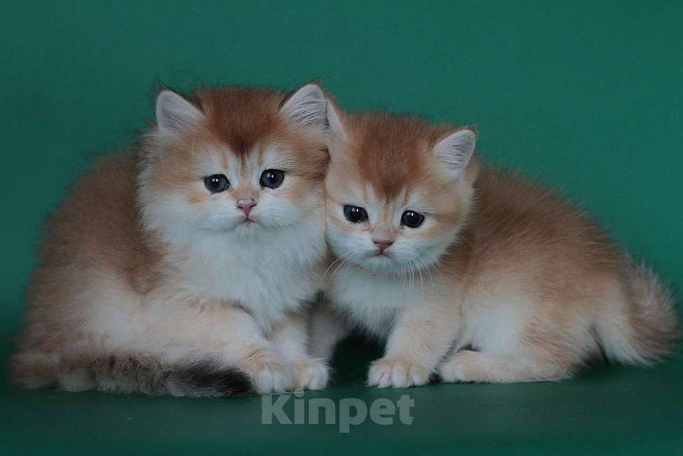 Кошки в Москве: Золотые котята Девочка, 35 000 руб. - фото 1