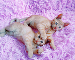 Кошки в Санкт-Петербурге: Рыжий котенок 1,5 мес в надежные ручки Мальчик, 200 руб. - фото 4