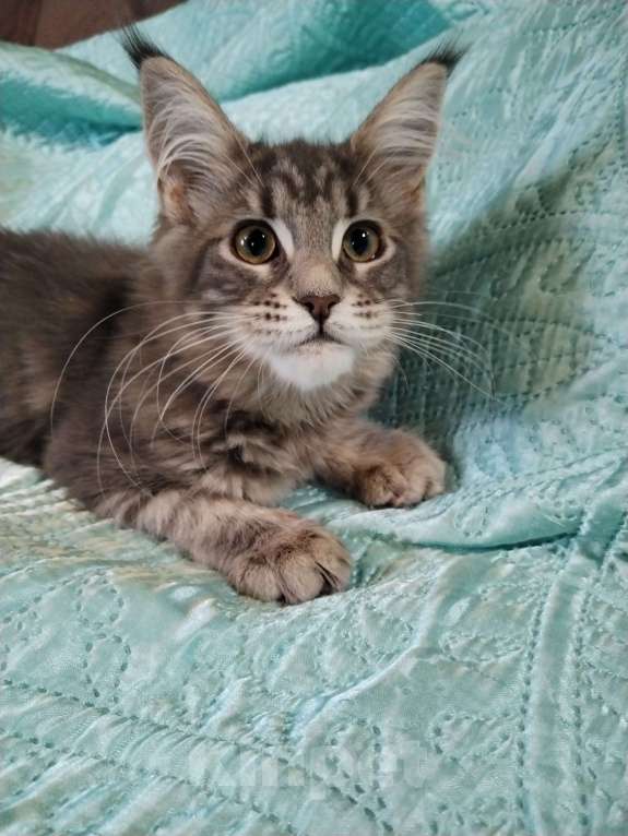 Кошки в Петрозаводске: Котята мейн-кун  Девочка, Бесплатно - фото 3