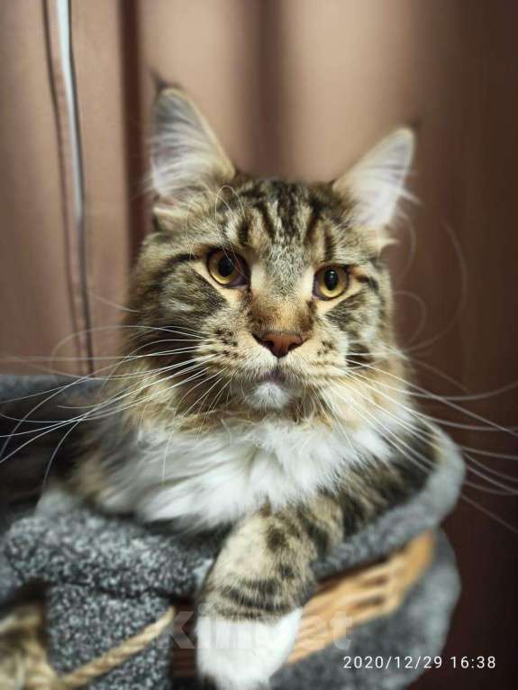 Кошки в Кувшиново: Мэйн Кун вязка, 2 000 руб. - фото 1