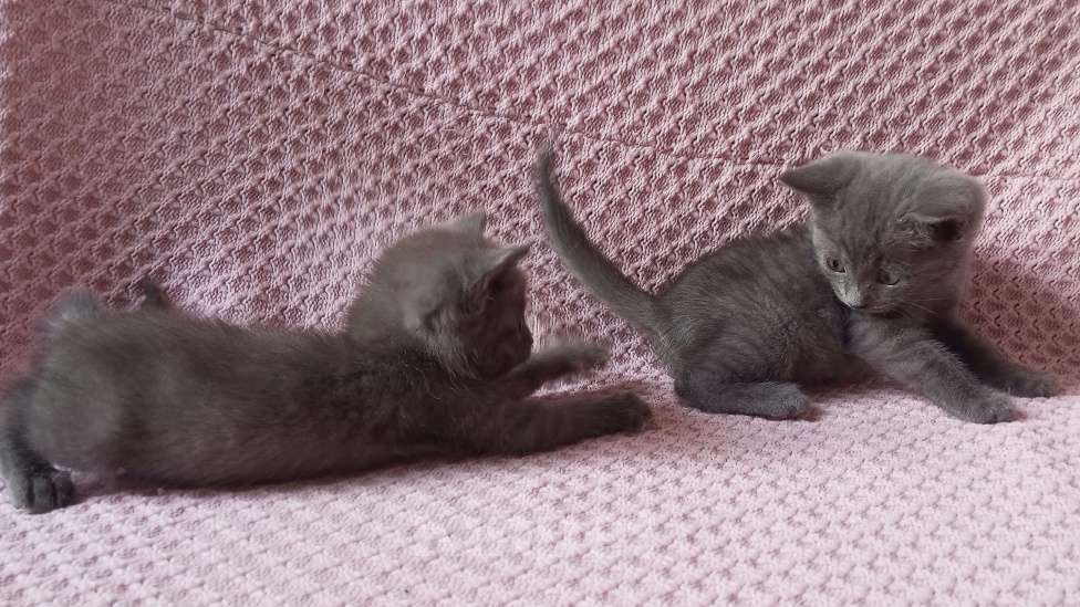 Кошки в Майкопе: отдаю котят в добрые руки Девочка, Бесплатно - фото 2
