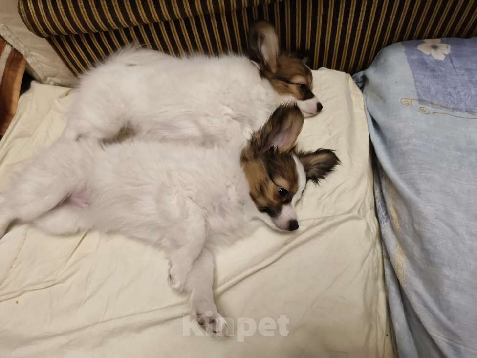 Собаки в Приморско-Ахтарске: Мальчик папийон Мальчик, 20 000 руб. - фото 3