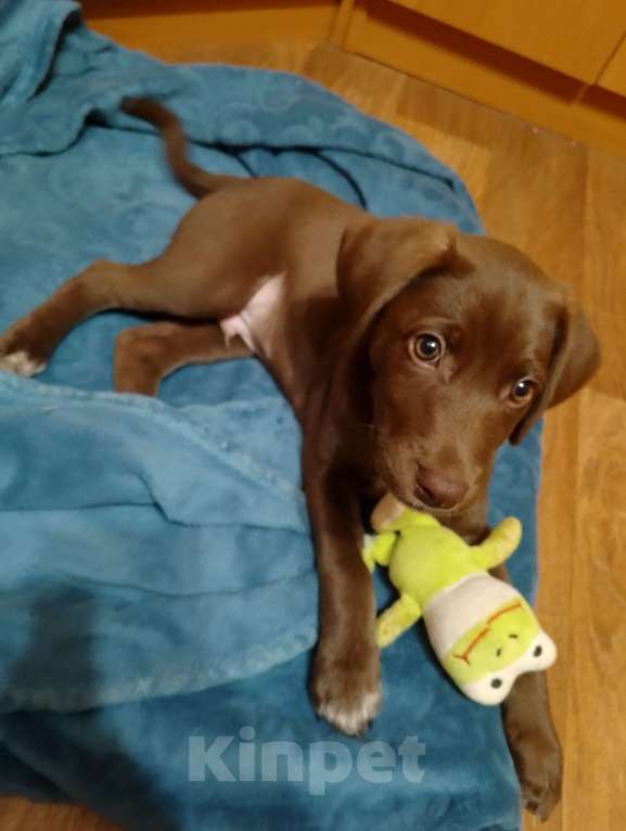 Собаки в Нижнем Новгороде: Щенок курцхаара в добрые руки  Мальчик, Бесплатно - фото 3