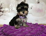 Собаки в Сосновом Бору: Мальчик йорктиз Максим ( документы НРКА) Мальчик, 40 000 руб. - фото 3