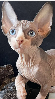 Котик эльфенок для Вас
