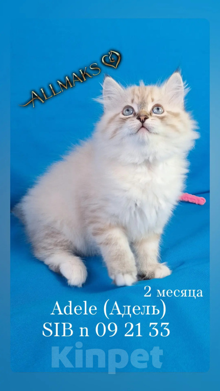 Кошки в Кохме: Невская маскарадная девочка Девочка, 42 000 руб. - фото 2