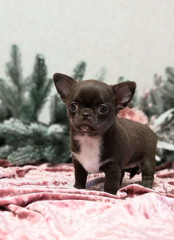 Собаки в Новосибирске: Девочка Чихуахуа  Девочка, Бесплатно - фото 1