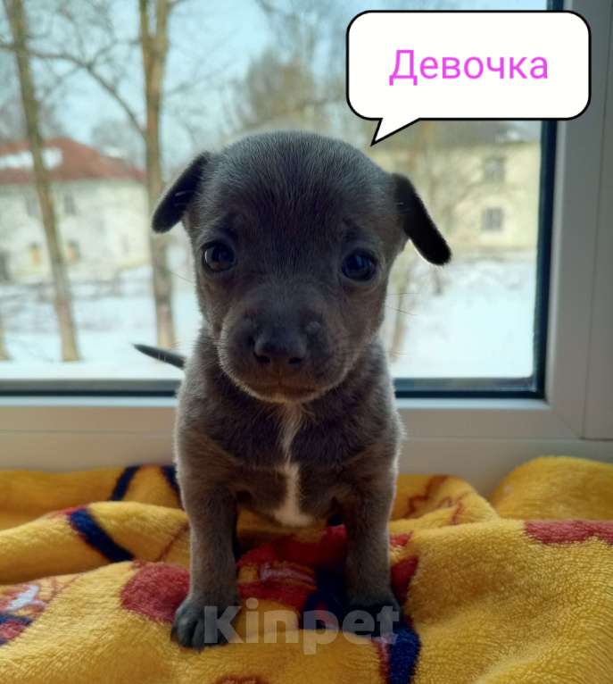 Собаки в Вышнем Волочке: Продам Щенков Разнополые, 17 000 руб. - фото 4