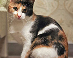 Кошки в Москве: Очаровательная трёхцветка Лора в поиске дома Девочка, 10 руб. - фото 1