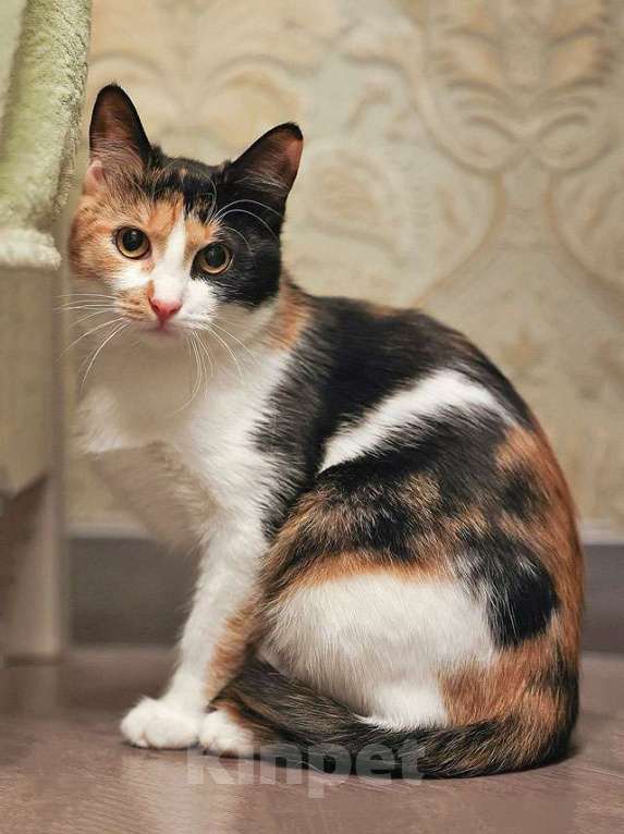 Кошки в Москве: Очаровательная трёхцветка Лора в поиске дома Девочка, 10 руб. - фото 1