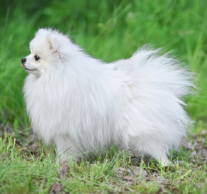 Померанский шпиц