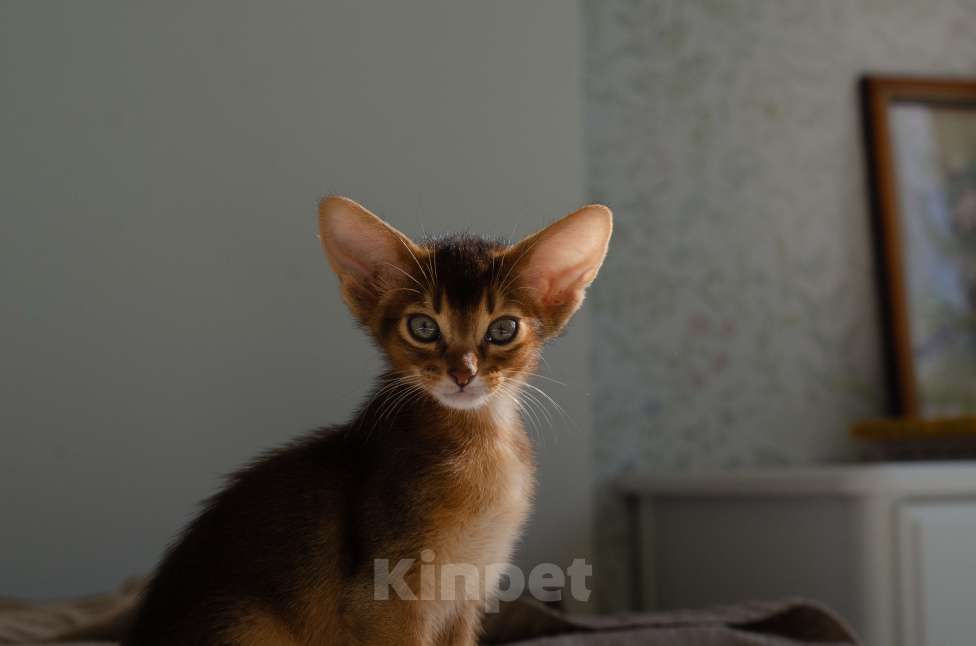 Кошки в Москве: Абиссинский котенок Девочка, 50 000 руб. - фото 3