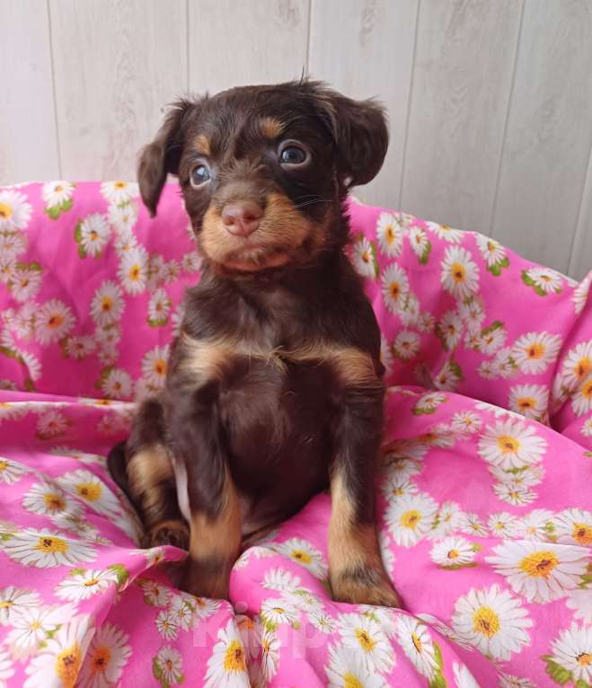 Собаки в Омске: Русский длинношерстный ТОЙ Мальчик, Бесплатно - фото 2