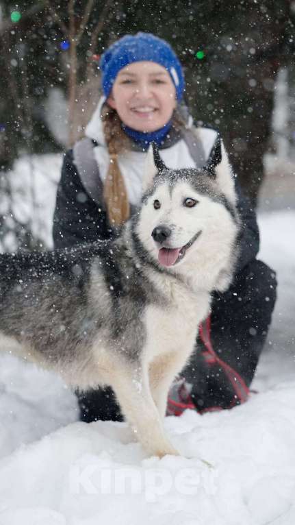 Собаки в Воскресенске: Байра в поисках дома! Девочка, Бесплатно - фото 5