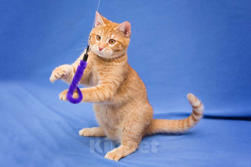 Кошки в Москве: Рыжий котенок Чери в добрые руки Девочка, 1 руб. - фото 3