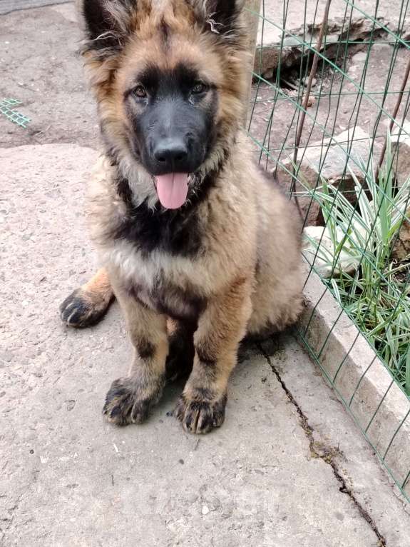 Собаки в Краснодаре: Зонарная девочка Девочка, 55 000 руб. - фото 3