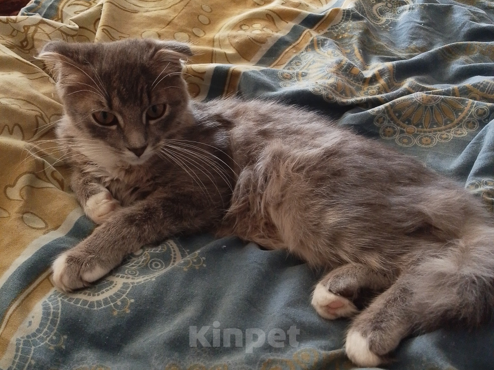 Кошки в Котельниче: Продавец вислоухий котёнок Мальчик, 35 000 руб. - фото 2