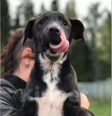 Собаки в Москве: Крош Мальчик, Бесплатно - фото 3