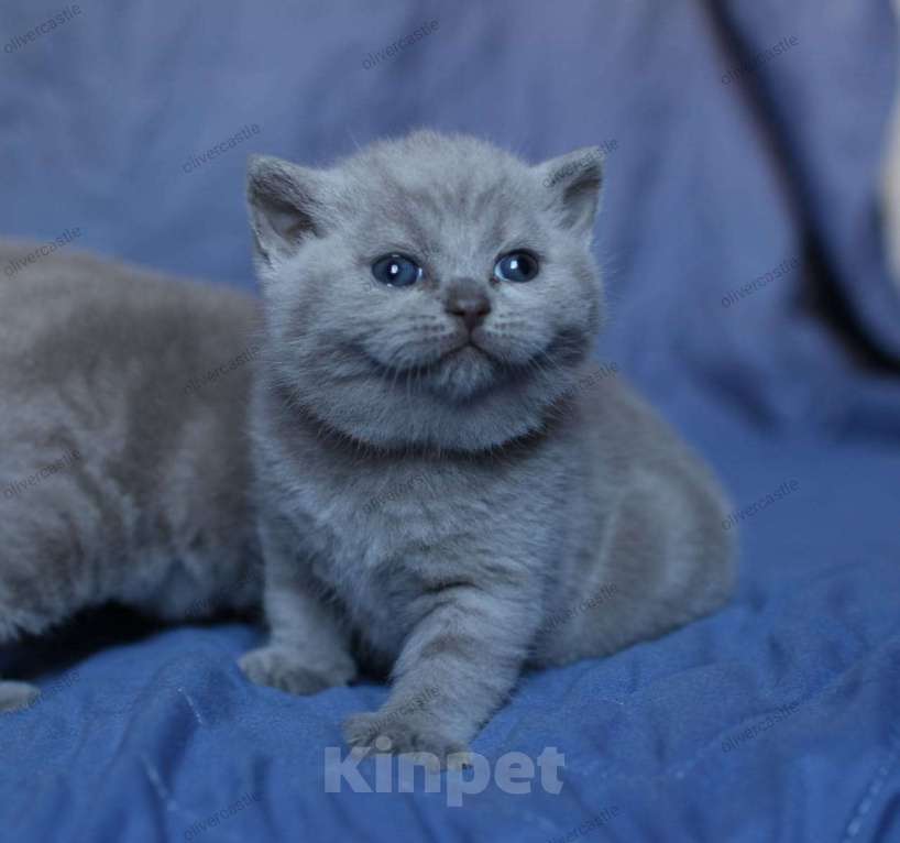 Кошки в Тольятти: Прямоухая кошка Девочка, 50 000 руб. - фото 1