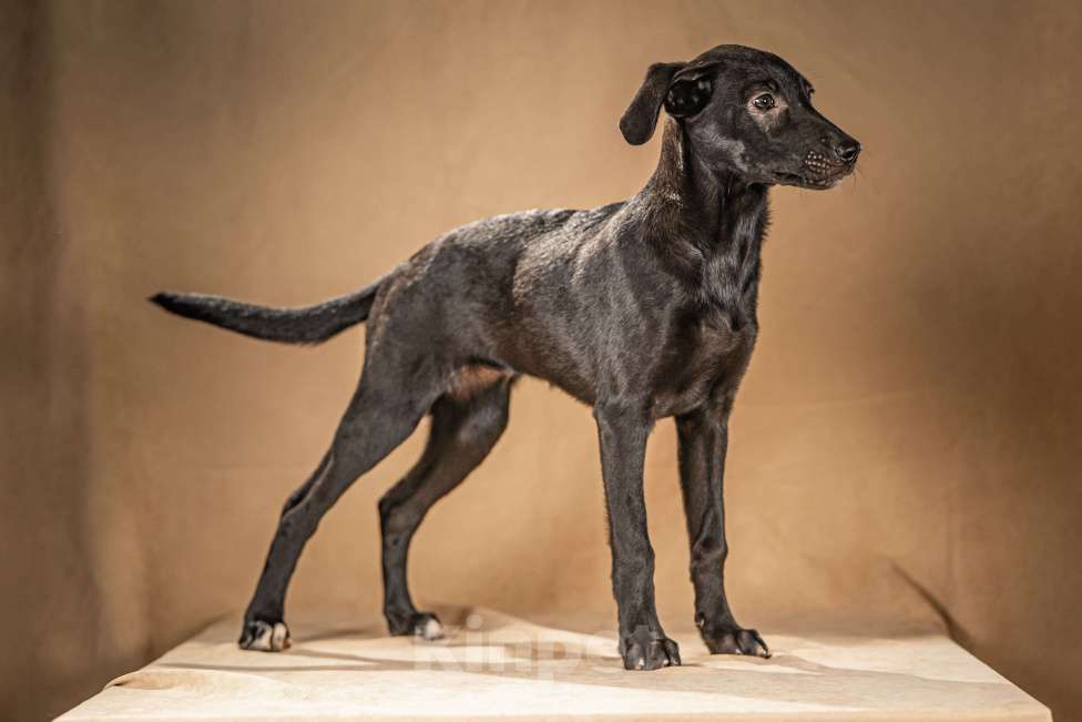 Собаки в Клине: Нокси — сообразительная собачка Девочка, Бесплатно - фото 7