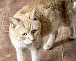 Кошки в Москве: Найден рыжий пофигист Мальчик, Бесплатно - фото 3