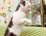 Кошки в Москве: Кот Тесла - уникальный пятнистый красавец в добрые руки Мальчик, Бесплатно - фото 6