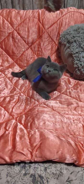 Кошки в Екатеринбурге: Малыш  Мальчик, 15 000 руб. - фото 2