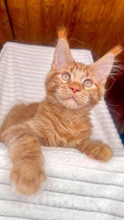 Кошки в Ярославле: Кот Мальчик, 45 000 руб. - фото 2