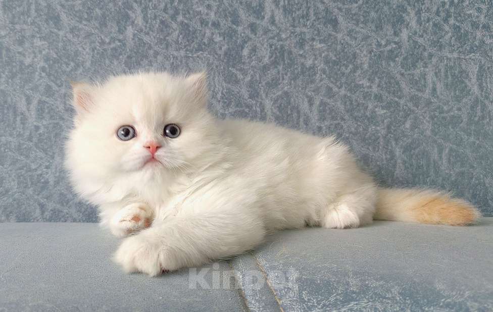 Кошки в Кисловодске: Шотландские котята Девочка, 35 000 руб. - фото 9