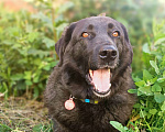 Собаки в Балашихе: Мишель - семейная  Девочка, Бесплатно - фото 5
