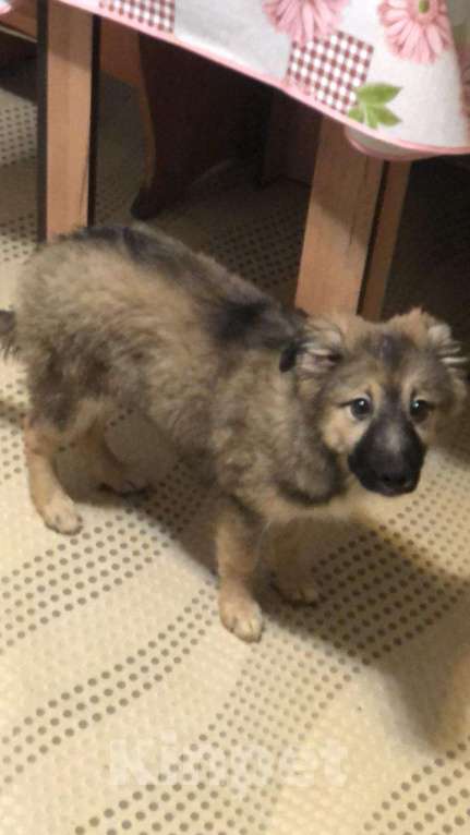 Собаки в Москве: Щенок в добрые руки Девочка, Бесплатно - фото 3