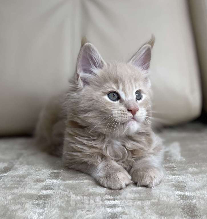 Кошки в Москве: Котята мейн-кун / 2 меяца Девочка, 79 990 руб. - фото 10