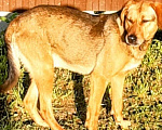Собаки в Гагарине: Собака, потеряшка живет на улице Лесная в г.Гагарин. Мальчик, Бесплатно - фото 1