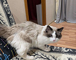 Кошки в Екатеринбурге: Кот Ragdoll Мальчик, 355 000 руб. - фото 1