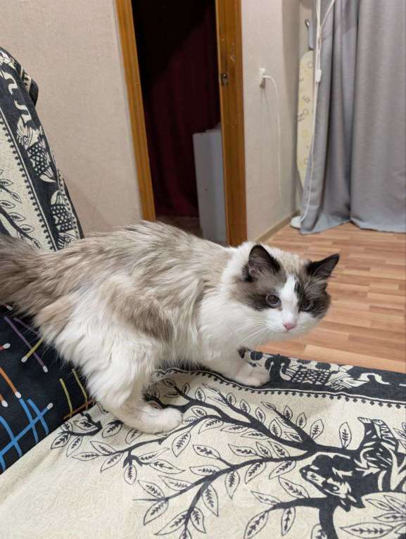 Кошки в Екатеринбурге: Кот Ragdoll Мальчик, 355 000 руб. - фото 1