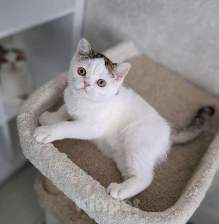 Кошки в Ярославле: Шотландский короткошерстный котенок Мальчик, 25 000 руб. - фото 6