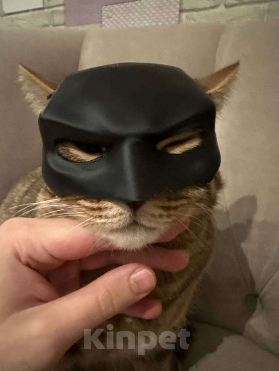 Кошки в Москве: Мудрый и ласковый котик Тимоша Мальчик, Бесплатно - фото 2