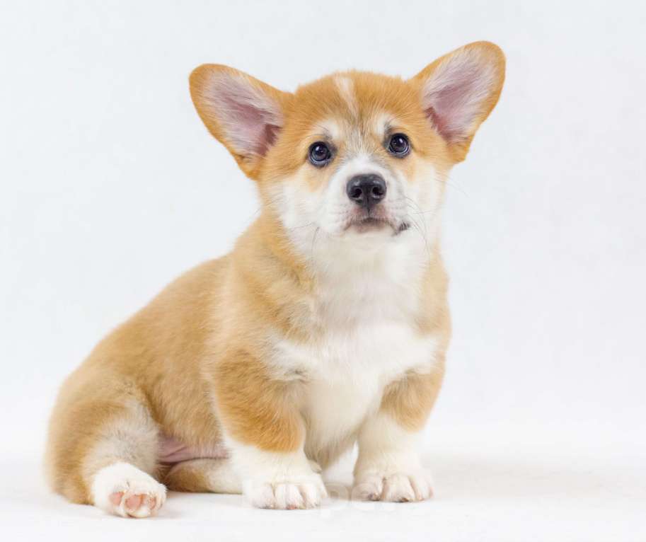 Собаки в Москве: Очаровательные щенки Вельш Корги Пемброк Мальчик, 70 000 руб. - фото 1