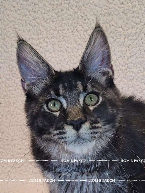 Кошки в других городах Ленинградской области: Кот мейн-кун Y Lucik Raksi Line Мальчик, Бесплатно - фото 1