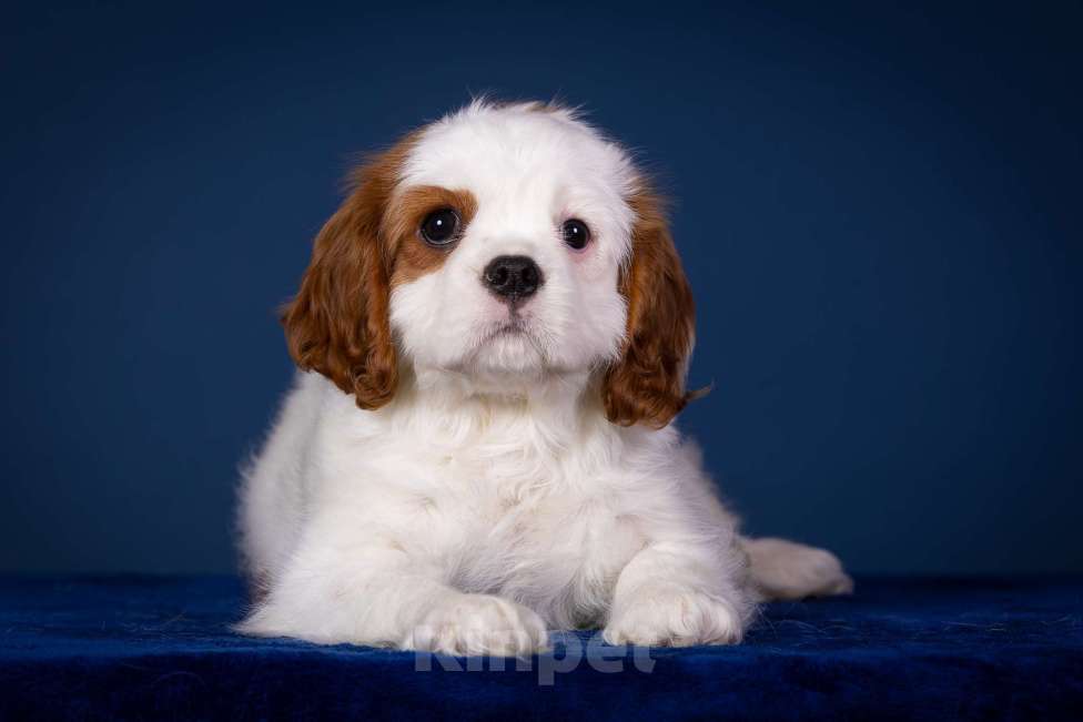 Собаки в Королеве: Кавалер Кинг Чарльз Спаниель девочка  Девочка, 60 000 руб. - фото 6