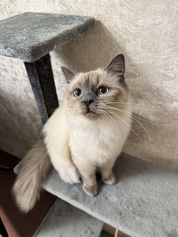 Невский маскарадный котенок