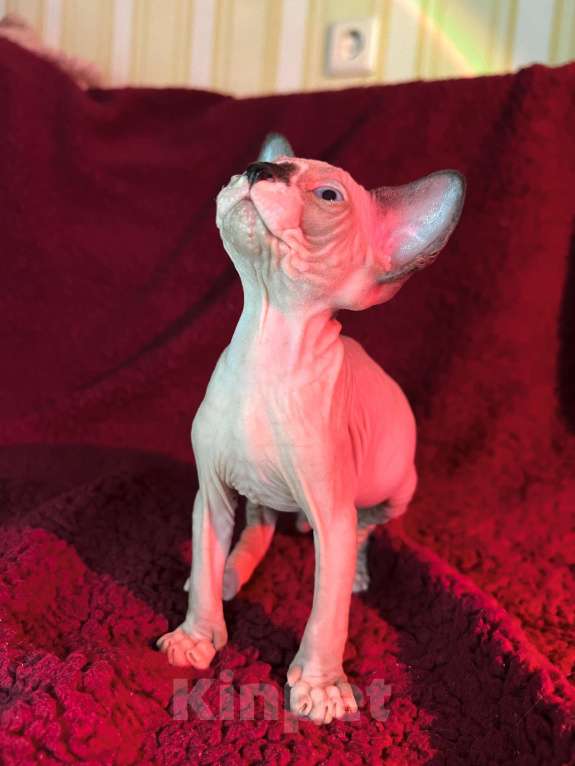 Кошки в Воронеже: Канадский сфинкс котёнок Мальчик, 15 000 руб. - фото 4