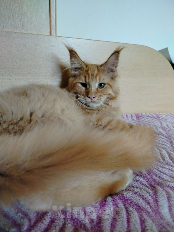 Кошки в Новосибирске: Коты Мальчик, 40 000 руб. - фото 10