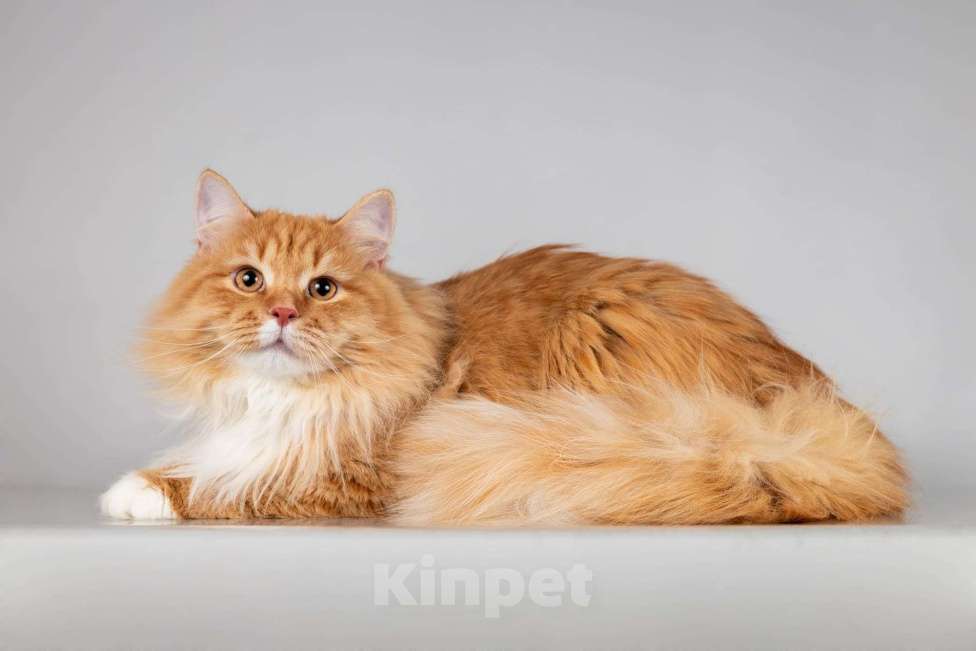 Кошки в Москве: Рыжий котик Пушкин ищет семью. Мальчик, Бесплатно - фото 6