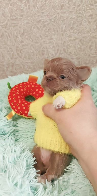 Собаки в Новосибирске: Девочка Чихуахуа Девочка, Бесплатно - фото 4