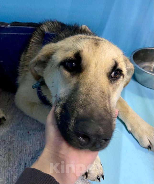 Собаки в Москве: Она покорно пойдет на улицу, но там ее убьет Девочка, Бесплатно - фото 3